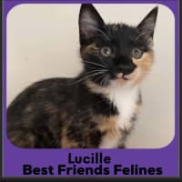 Photo of Lucille 