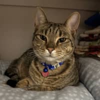 Photo of Archie