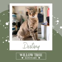 Photo of Destiny