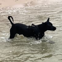 Photo of Remy   2 Year Old Staffy X Kelpie
