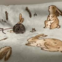 Photo of Toast & Cereal