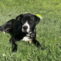 Photo of Draco