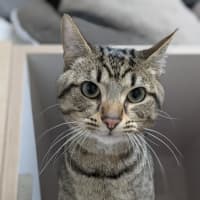 Photo of 🧃 Archibald 6433 🧃