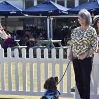 Photo of Ned   4 Year Old Labradoodle X Spoodle (Trial)