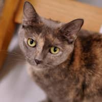 Photo of Barb