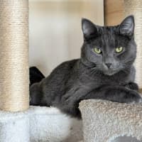 Photo of Arlo *9 Lives Project Rescue*