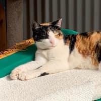 Photo of Trifle