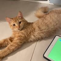 Photo of Simba (Fostered In Perth)