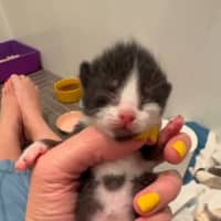Photo of Tuxie