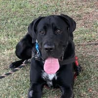 Photo of Shadow