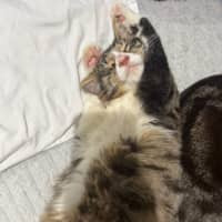 Photo of Chucky *9 Lives Project Rescue*
