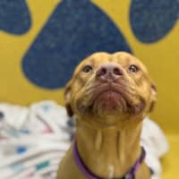 Photo of Barney