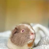 Photo of Milo
