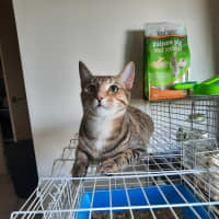 Photo of Mitsuri