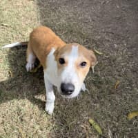 Photo of Chippy