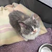 Photo of Willow