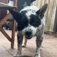 Photo of Bandit