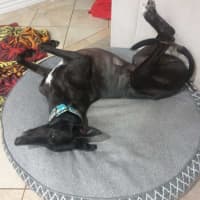 Photo of Scooby, The Greyhound