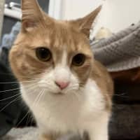 Photo of Mango   Located In Brunswick