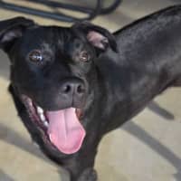 Photo of Obi