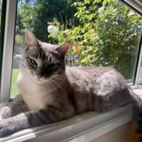 Photo of Luna Blue Eyes