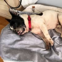 Photo of Bobby   5 Year Old French Bulldog X