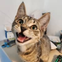 Photo of Tiger