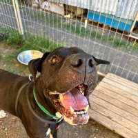 Photo of Boof