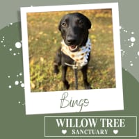 Photo of Bingo