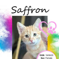 Photo of Saffron
