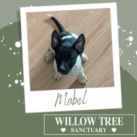 Photo of Mabel