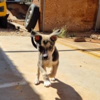 Photo of Balto (Spyro)