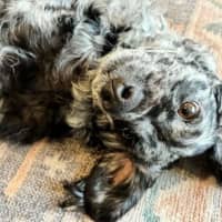 Photo of Buddy
