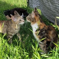 Photo of Henrietta