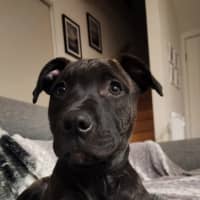 Photo of Binky
