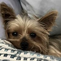 Photo of Tess