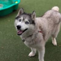 Photo of Miya