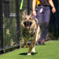 Photo of Stella Imp 10