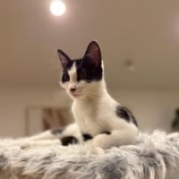 Photo of Oreo