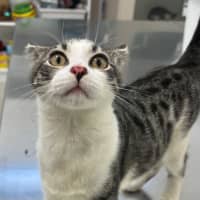 Photo of Bandar (9966)