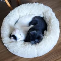 Photo of Colin & Tony (Bonded)