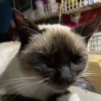 Photo of Lucky
