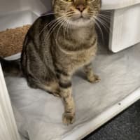 Photo of Pippi