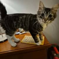Photo of Mascara **2nd Chance Cat Rescue **