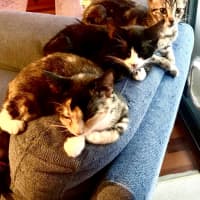 Photo of Licketty Split