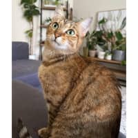 Photo of 10915   Jade