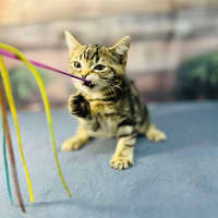 Photo of Mimosa   Located In Preston 