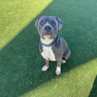 Photo of Gus Imp 1484