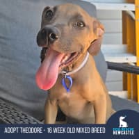 Photo of Theodore   16 Week Old Mixed Breed (Trial)