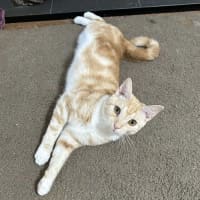 Photo of Monkey